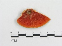 血紅密孔菌藏品圖，第3張