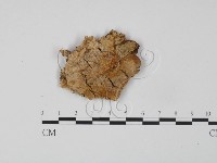 登錄號:F0007103藏品圖，第1張