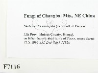 登錄號:F0007116藏品圖，第2張