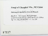 登錄號:F0007117藏品圖，第2張