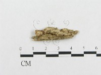 登錄號:F0007119藏品圖，第1張