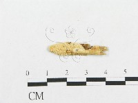 登錄號:F0007120藏品圖，第1張