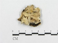 登錄號:F0007125藏品圖，第1張