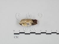 登錄號:F0007126藏品圖，第1張
