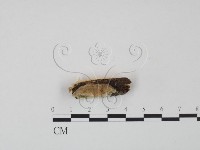 登錄號:F0007126藏品圖，第3張