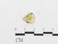 登錄號:F0007133藏品圖，第1張