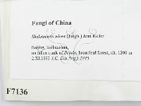 登錄號:F0007136藏品圖，第2張