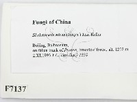 登錄號:F0007137藏品圖，第2張