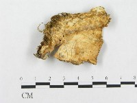 登錄號:F0007138藏品圖，第1張