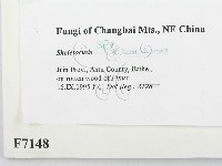 骨皮菌屬藏品圖，第2張