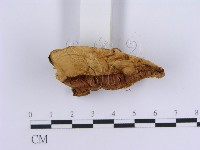 登錄號:F0007153藏品圖，第4張