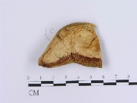 登錄號:F0007155藏品圖，第1張