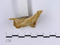 登錄號:F0007156藏品圖，第4張