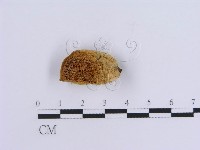 登錄號:F0007157藏品圖，第1張