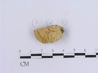 登錄號:F0007157藏品圖，第4張