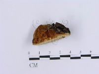 登錄號:F0007160藏品圖，第3張