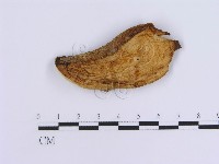 登錄號:F0007162藏品圖，第1張