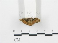 登錄號:F0007167藏品圖，第4張