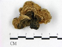 登錄號:F0007170藏品圖，第1張