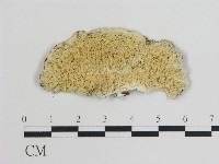 登錄號:F0007174藏品圖，第1張