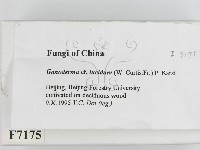 登錄號:F0007175藏品圖，第2張