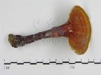 登錄號:F0007175藏品圖，第4張