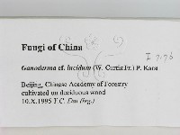 登錄號:F0007176藏品圖，第2張