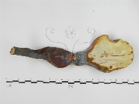 登錄號:F0007176藏品圖，第1張