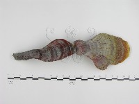 登錄號:F0007176藏品圖，第4張