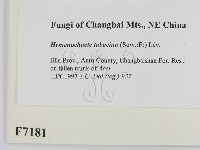 登錄號:F0007181藏品圖，第2張