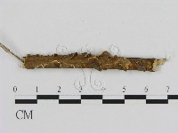 登錄號:F0007186藏品圖，第1張