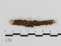 登錄號:F0007187藏品圖，第1張