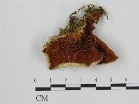 登錄號:F0007188藏品圖，第1張