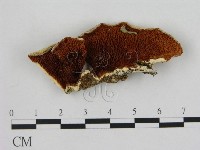 登錄號:F0007192藏品圖，第1張