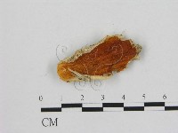 登錄號:F0007193藏品圖，第1張