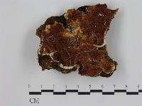 登錄號:F0007196藏品圖，第1張