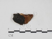 登錄號:F0007214藏品圖，第1張