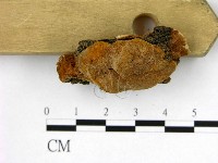 登錄號:F0007216藏品圖，第3張