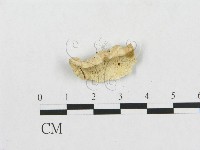 登錄號:F0007221藏品圖，第1張