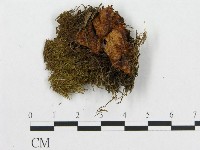 登錄號:F0007224藏品圖，第1張