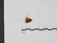 登錄號:F0007225藏品圖，第1張