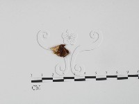 登錄號:F0007226藏品圖，第3張