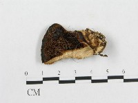 登錄號:F0007227藏品圖，第1張