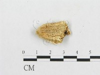 登錄號:F0007233藏品圖，第1張