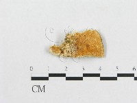 登錄號:F0007234藏品圖，第3張