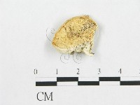 登錄號:F0007235藏品圖，第1張