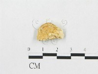 登錄號:F0007238藏品圖，第3張