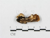 登錄號:F0007240藏品圖，第4張