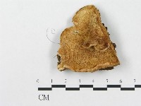 登錄號:F0007241藏品圖，第4張