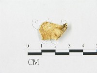 登錄號:F0007244藏品圖，第1張